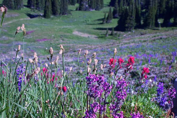 Pedicularis ornithorhynchos, Steens Mountain, Oregon.