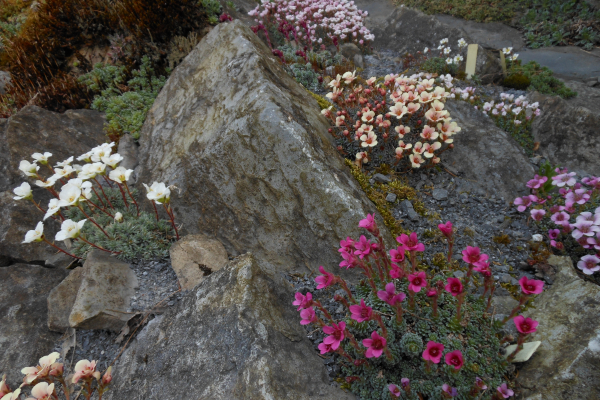 A variety of saxifrages in bloom