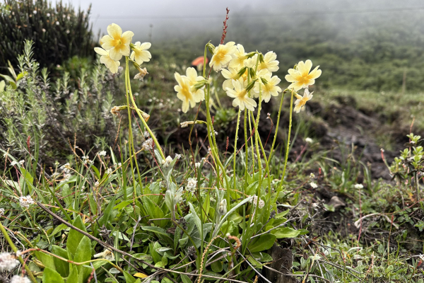 Primula dickeana