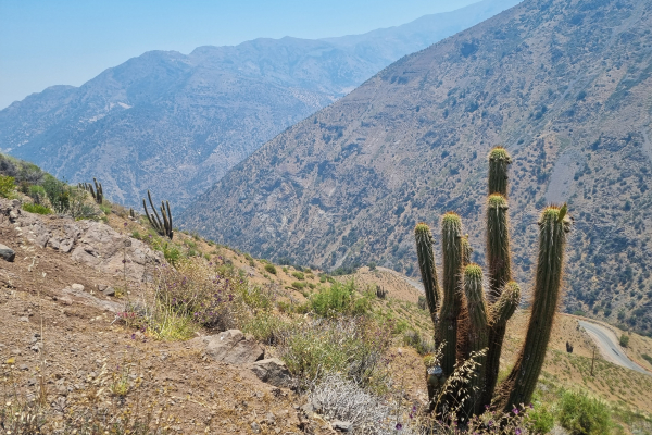 Mountain views with Trichocereus chiloensis