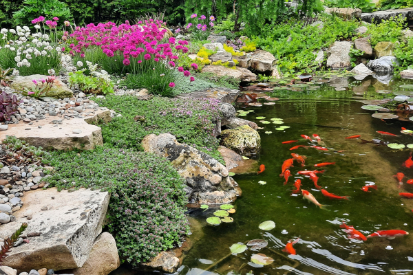 Spring bloom at the edge of rock garden and pond.