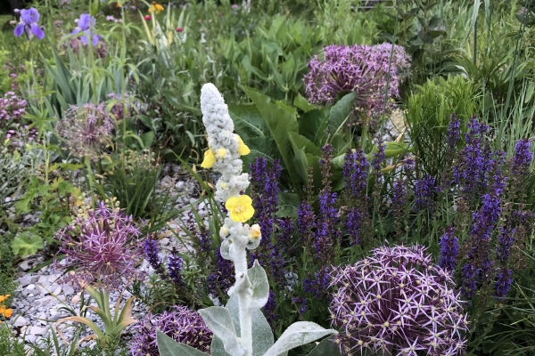 Verbascum bombyciferum, Allium christophii, and Salvia nemorosa ‘May Night Strain’