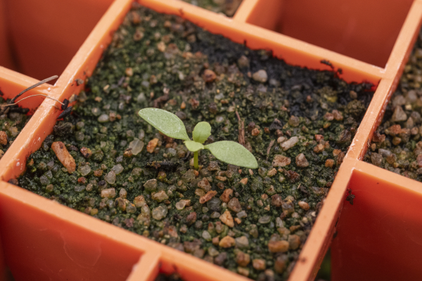Penstemon petiolatus ten days after germinating after being treated with smoke water.