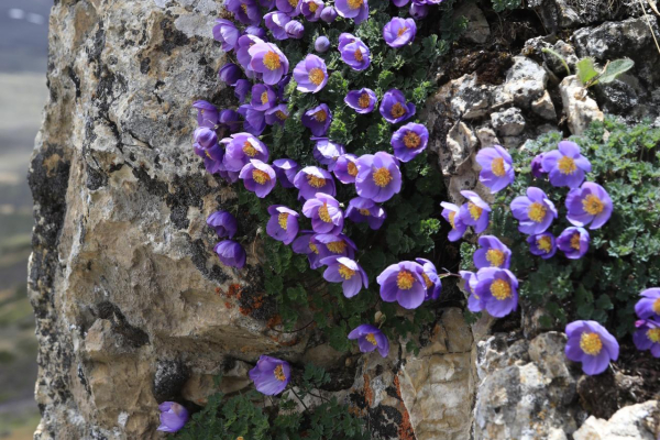 Paraquilegia microphylla. Photo by Yang Adong