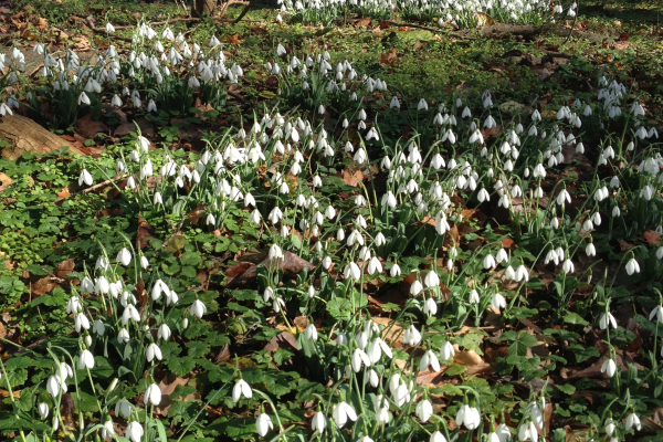 Massive plantings of Galanthus elwesii var. monostictus in full bloom in November