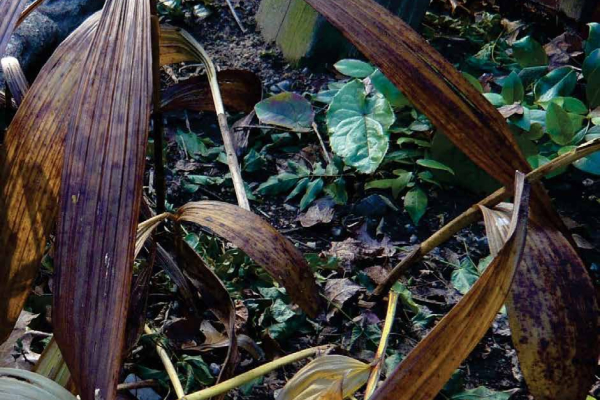 Bletilla leaves arching down over Polygonatum odoratum 'Variegatum'