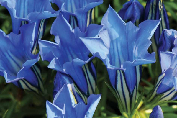 Gentiana ‘Kingfisher’