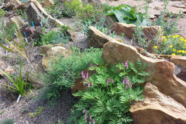 Peckerwood’s first rock garden, featuring Dicentra eximia ‘Dolly Sods’ in the foreground