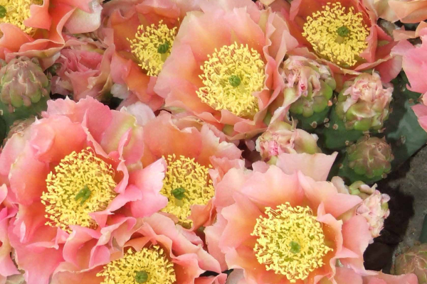 Opuntia Walk in Beauty ‘Apricot Glory’