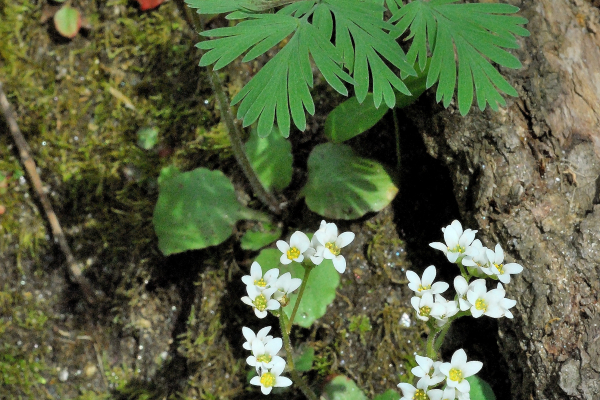 Saxifraga virginiensis at Shenk’s Ferry