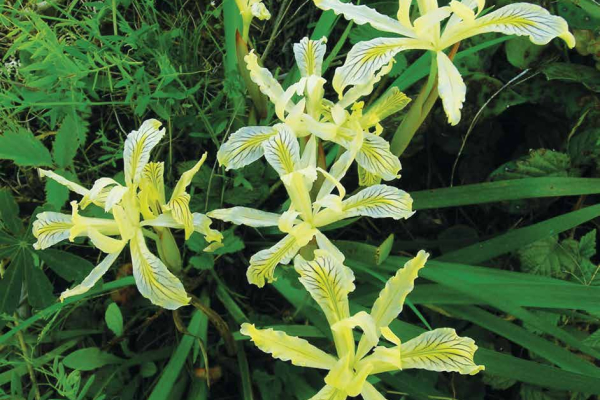 Iris chrysophylla, Siskiyou Mountains, Oregon