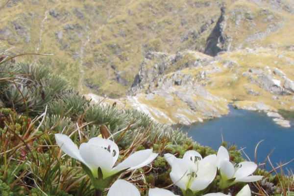   Gentianella bellidifolia