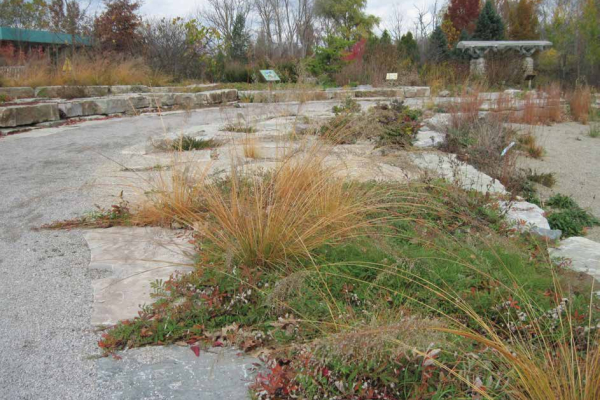 A view of the alvar garden at the Great Lakes Garden