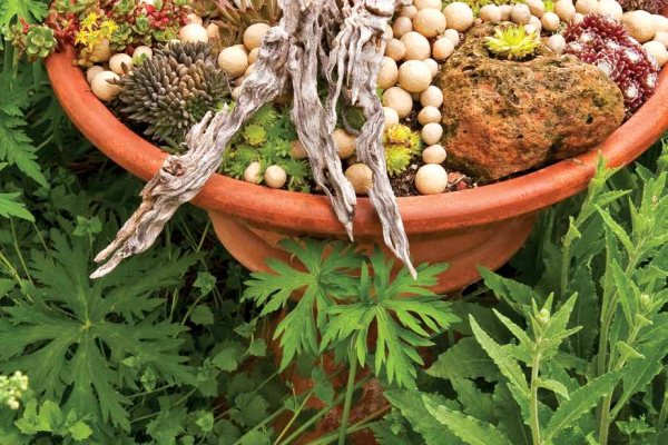 Sempervivums in birdbath