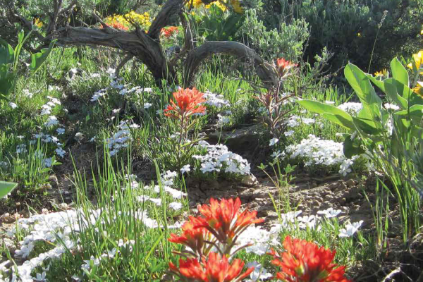  Steppe flora in Middle Park