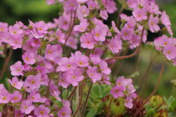 Androsace sarmentosa