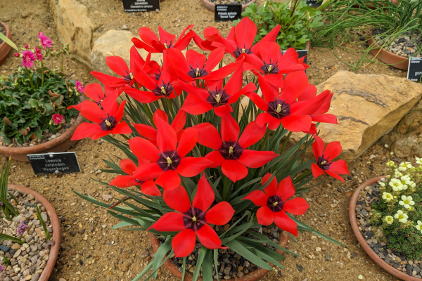 Tulipa linifolia