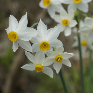 Narcissus tazetta