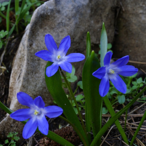 Chionodoxa forbesii