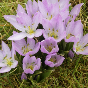Colchicum szovitsii