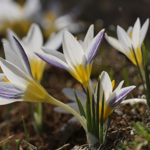 Crocus akdgensis