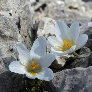 Crocus baytopiorum