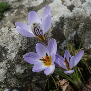 Crocus biflorus nubigena