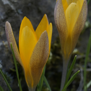 Crocus flavus sirikinensis