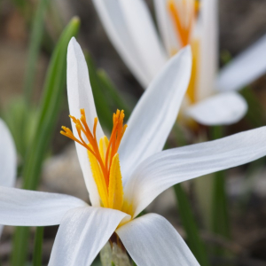 Crocus fleischeri