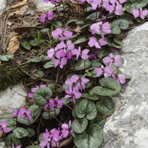 Cyclamen alpinum