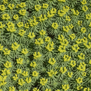 Euphorbia dendroides