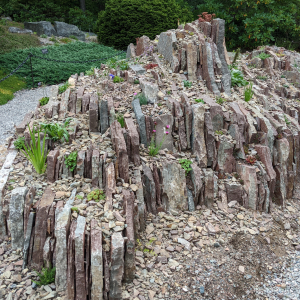 Crevice Garden MUNBG