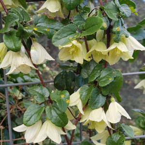 Clematis cirrhosa