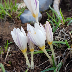 Crocus pumillus