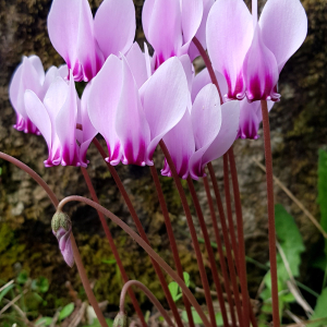 Cyclamen confusum