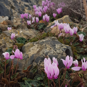 Cyclamen graecum ssp graecum