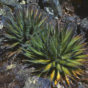 Agave filifera