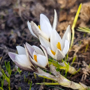 Crocus-alatavicus
