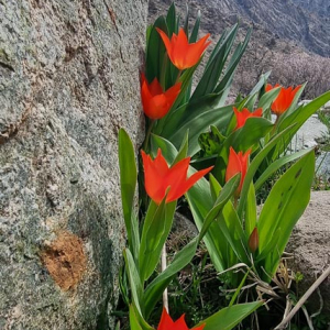Tulipa praetans