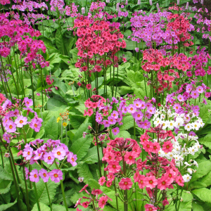 Wisley Primula japonica