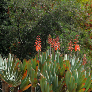 Aloe plicatilis