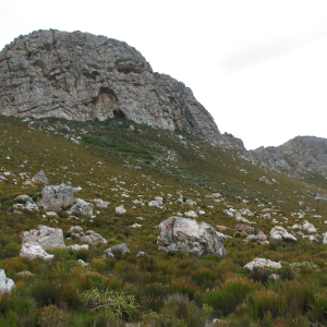 Fynbos