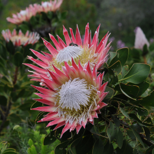 Protea cynaroides
