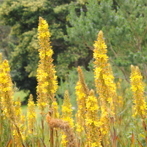 Wachendorfia thrysiflora