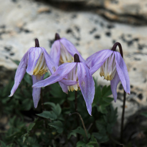 Clematis tenuiloba