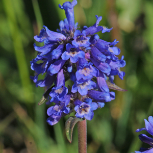 Penstemon procerus