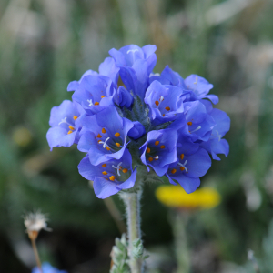 Polemonium viscosum