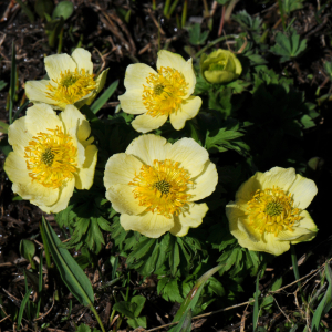 Trollius albiflorus