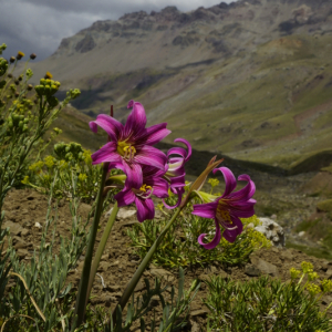 Rhodophiala rhodolirion