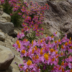 Schizanthus grahami